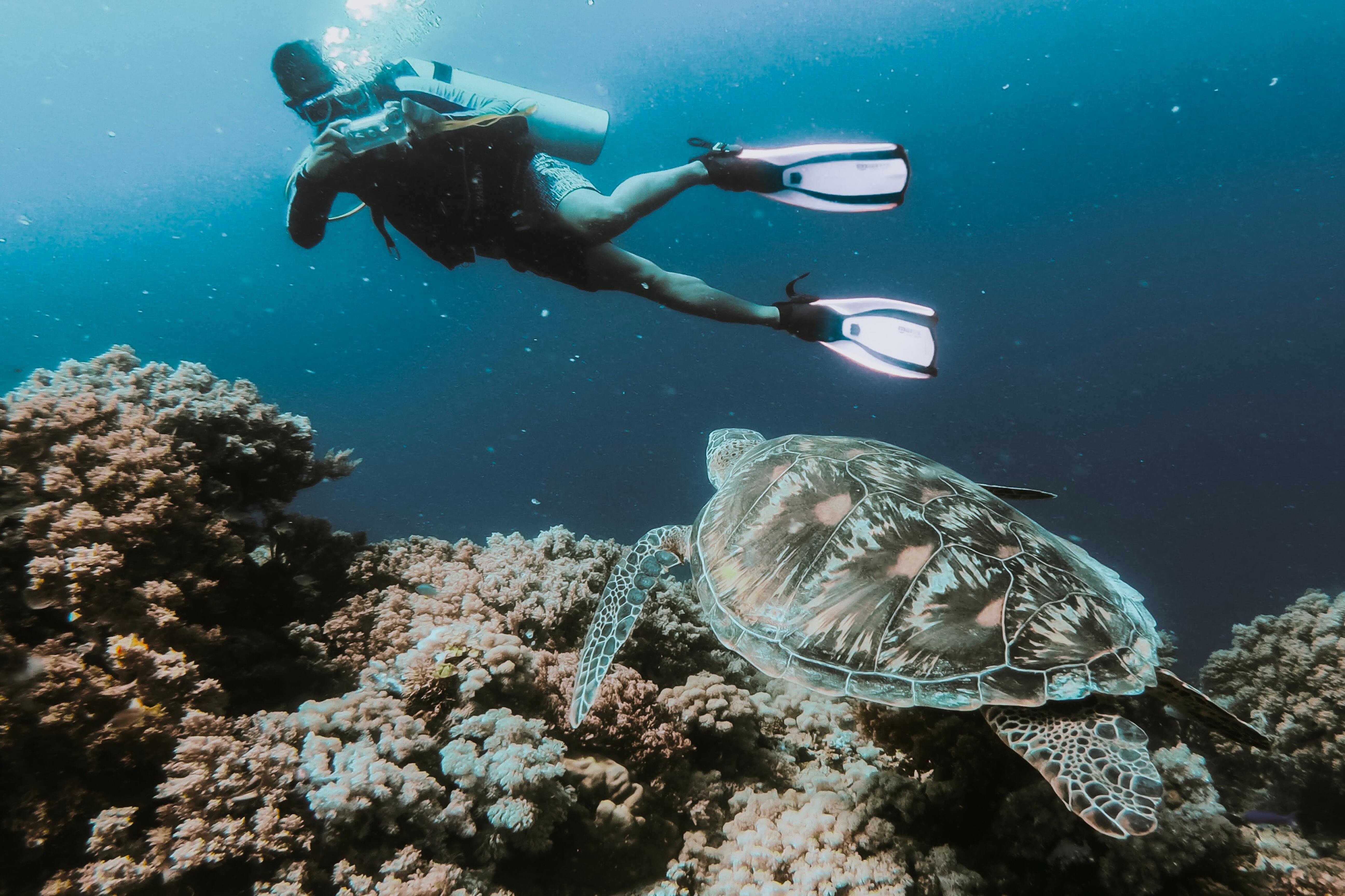 Buceo